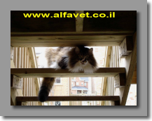 וינסנט המדהים וינסנט המדהים